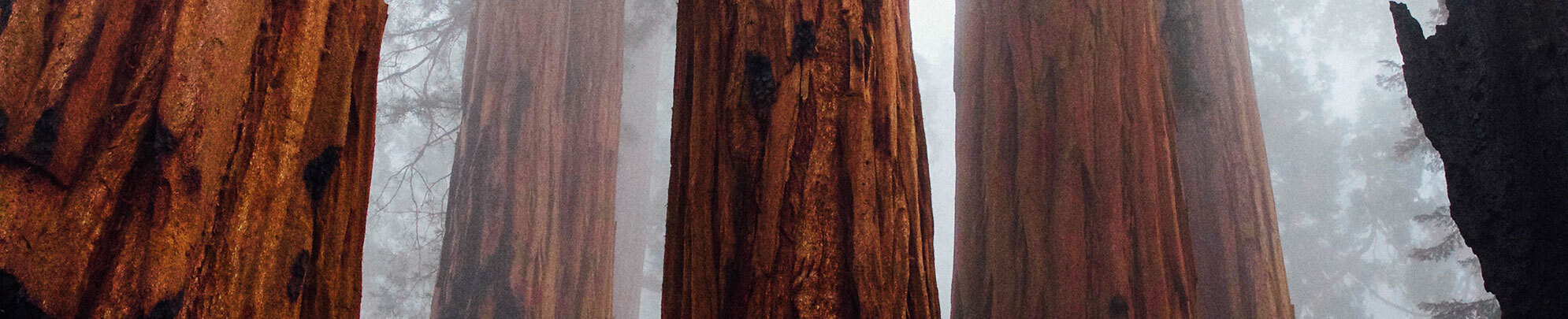 Close up of redwood trees in a foggy forest